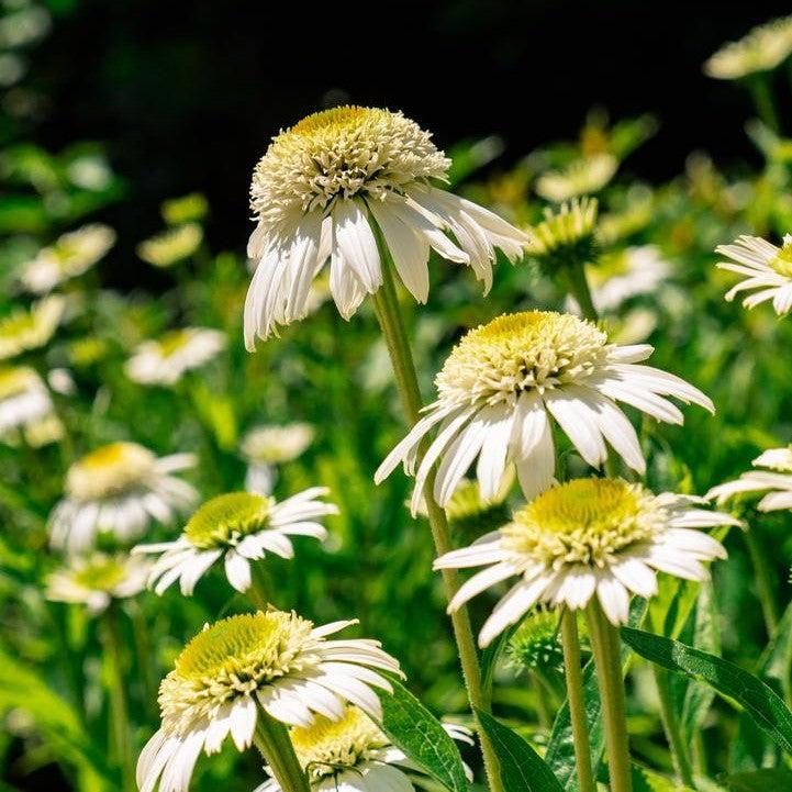 Echinacea purpurea 'Holtvadri831'  - Vanilla Drip™ Echinacea