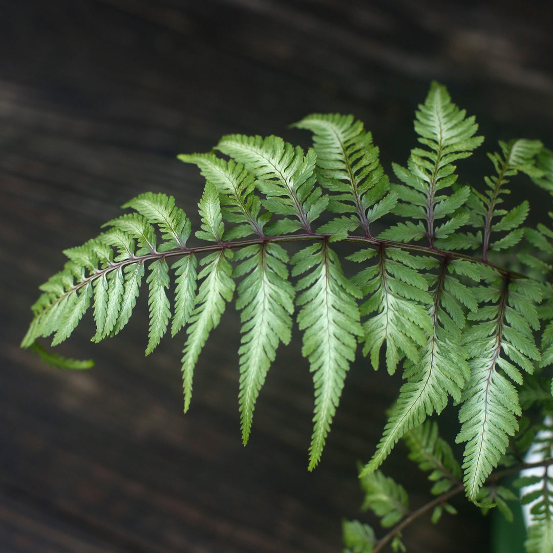 Athyrium niponicum var. pictum  - Japanese Painted Fern