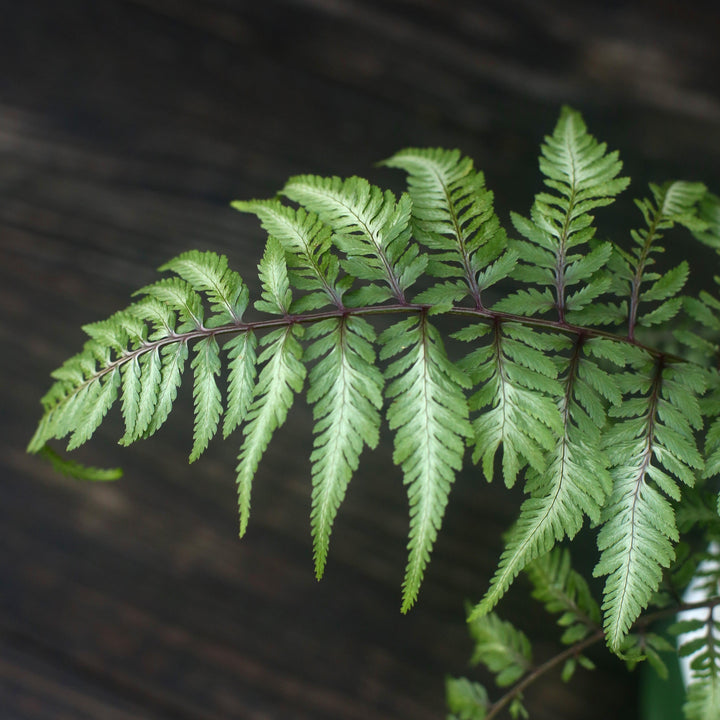 Athyrium niponicum var. pictum  - Japanese Painted Fern