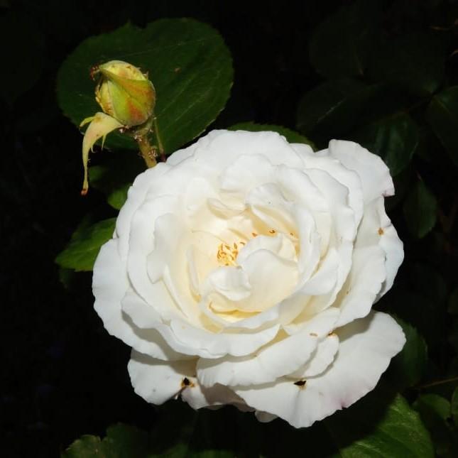 Rosa 'Radclean'  - Cloud Ten Rose