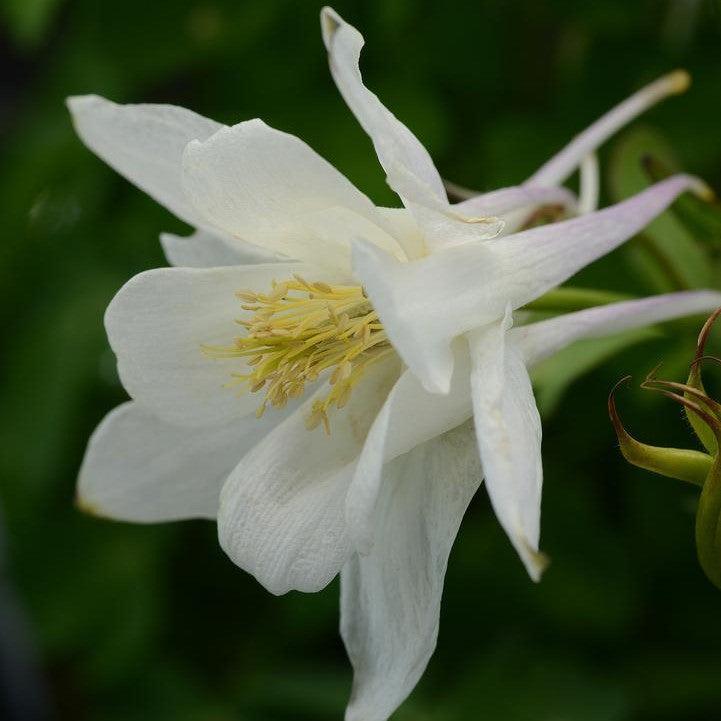 Aquilegia 'PAS1258490'  - Earlybird™ White Columbine