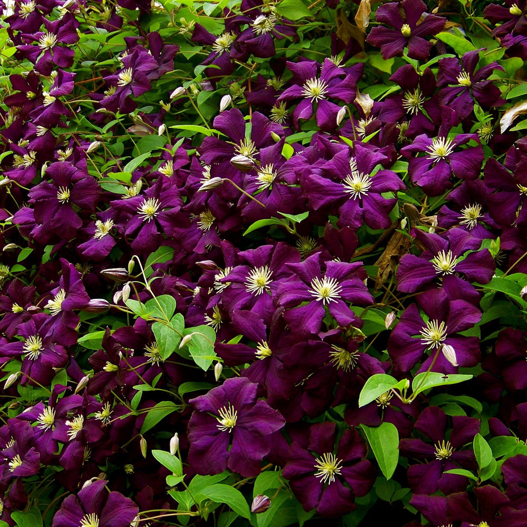Clematis 'Jackmanii Superba'  - Jackmanii Superba Clematis