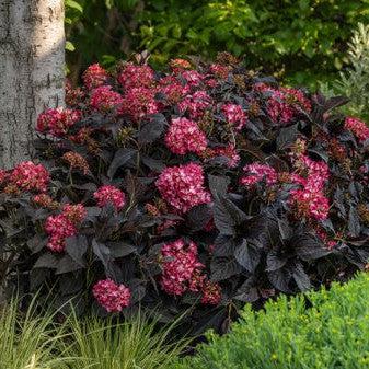 Hydrangea macrophylla 'Bailmacseven'  - First Editions® Eclipse® Hydrangea
