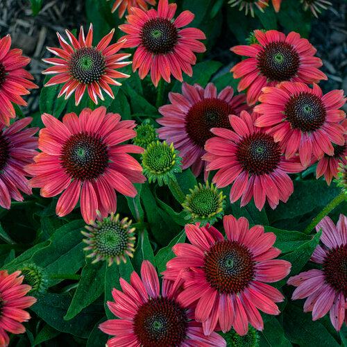 Echinacea 'Firefinch'   - PW® Summersong™ Firefinch™ Coneflower