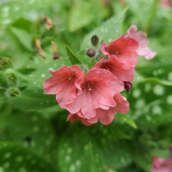 Pulmonaria 'Pretty in Pink'  - Pretty in Pink Lungwort