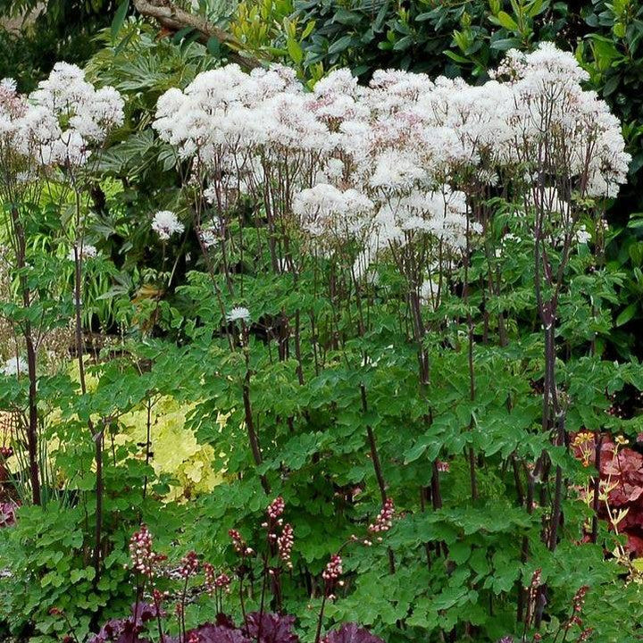 Thalictrum 'TNTNW'  - Nimbus™ White Meadow-Rue
