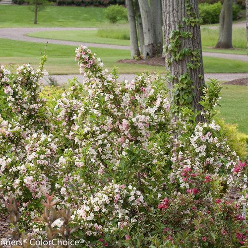 Weigela florida 'Bokrasopea'  - PW® Sonic Bloom® Pearl Weigela