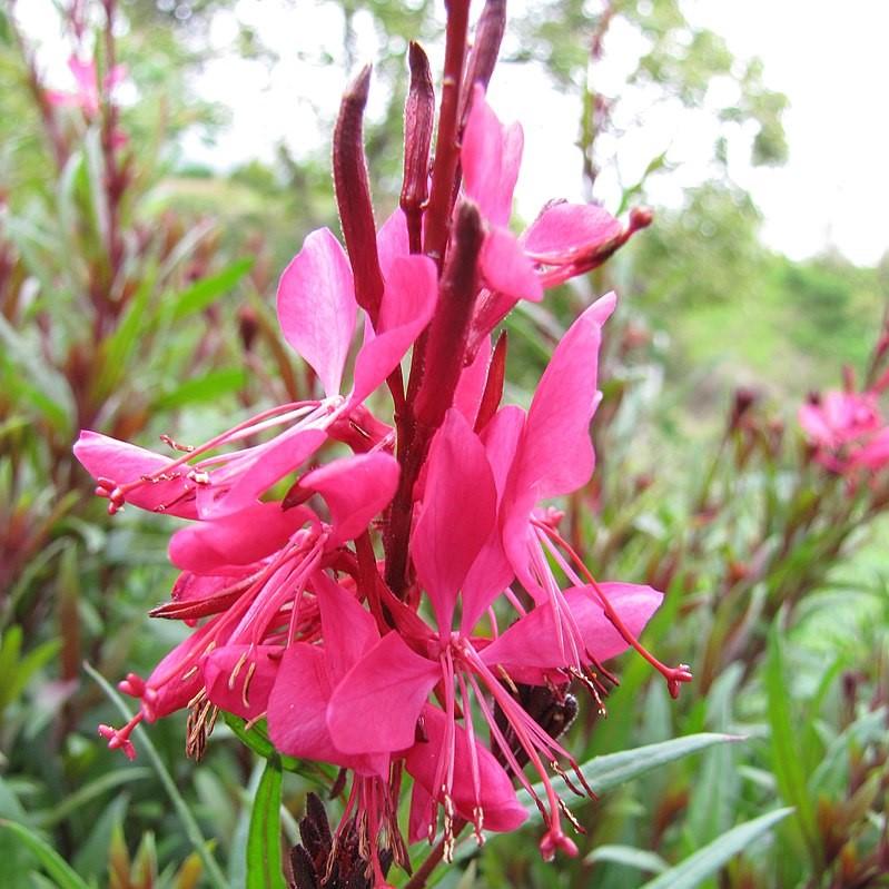 Gaura lindheimeri 'Kleau 04263'  - Belleza™ Dark Pink Gaura