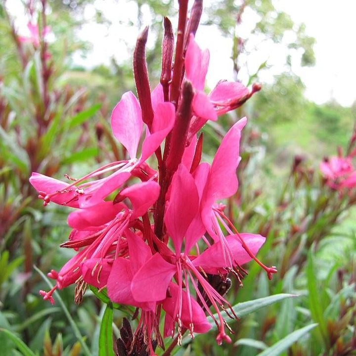 Gaura lindheimeri 'Kleau 04263'  - Belleza™ Dark Pink Gaura