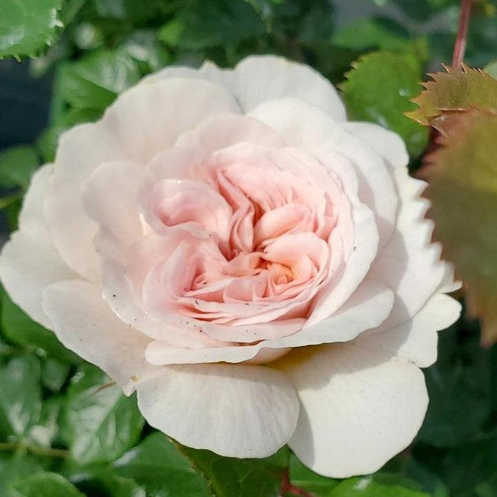 Rosa 'Ausearnshaw'  - Emily Bronte Rose