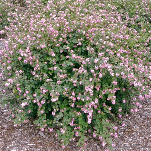 Proud Berry® Coralberry