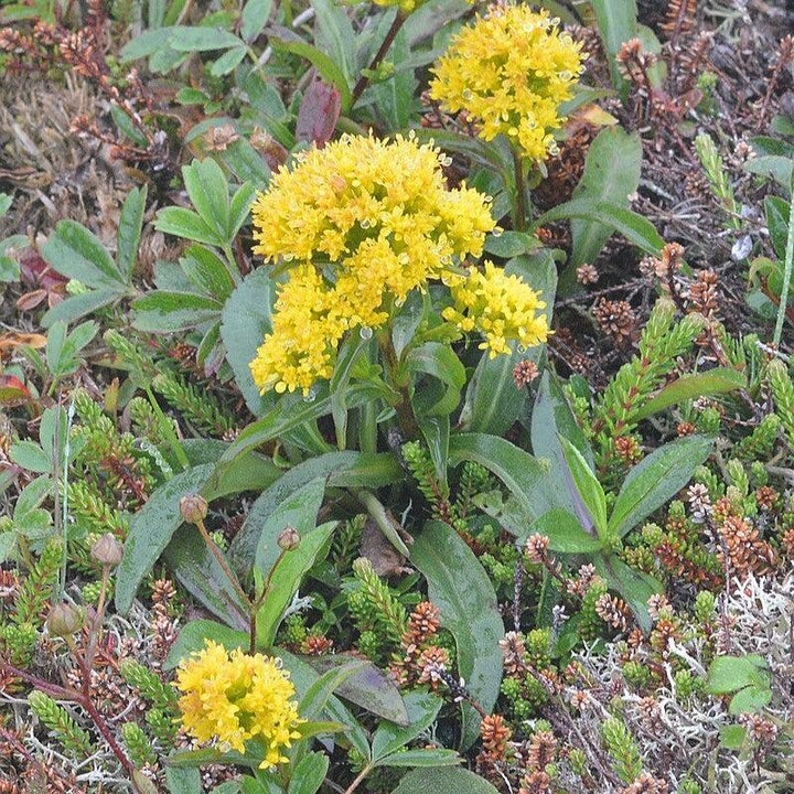 Solidago sempervirens  - Seaside Goldenrod