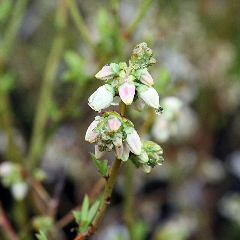 Vaccinium corymbosum 'Bluecrop'  - Bluecrop Highbush Blueberry