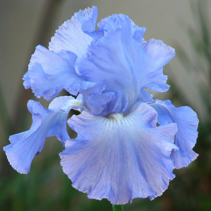 Iris germanica 'Victoria Falls'  - Victoria Falls Bearded Iris