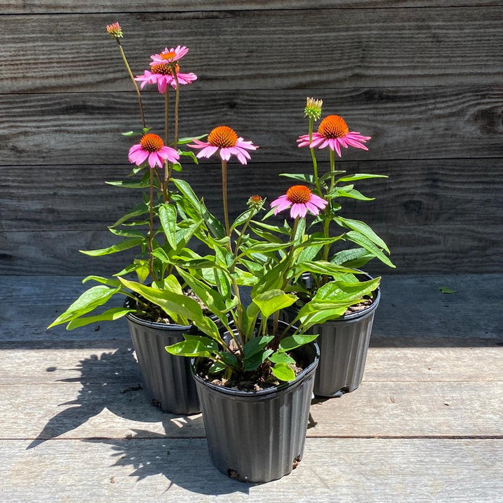 Echinacea purpurea 'Magnus'  - Magnus Echinacea, Coneflower