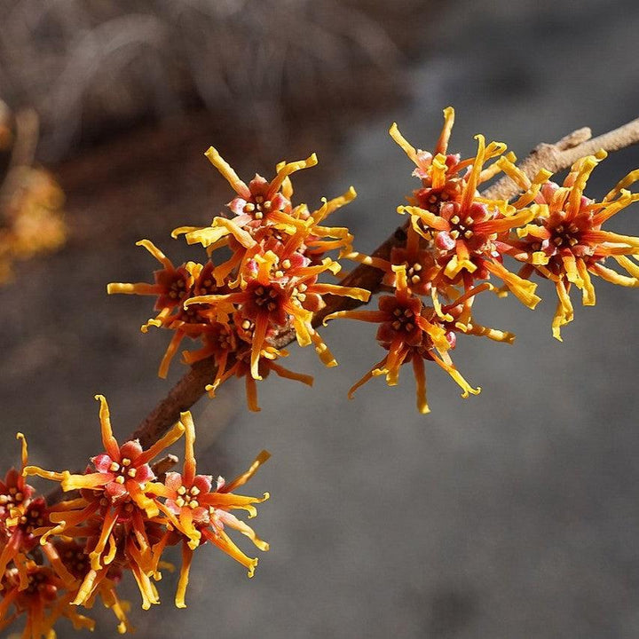 Hamamelis vernalis  - Ozark Witch Hazel