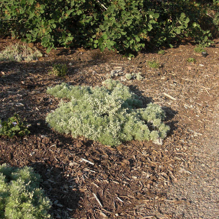 Artemisia schmidtiana 'Silver Mound'  - Silver Mound Wormwood, Ghost Plant