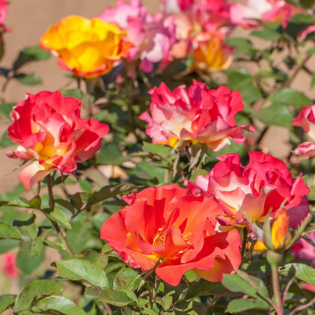 Rosa 'Meisistoma'  - Sunset Horizon™ Rose