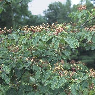 Cornus alternifolia  - Pagoda Dogwood