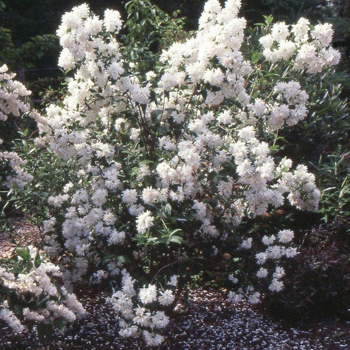 Philadelphus 'Buckleys Quill'  - Buckleys Quill Mockorange