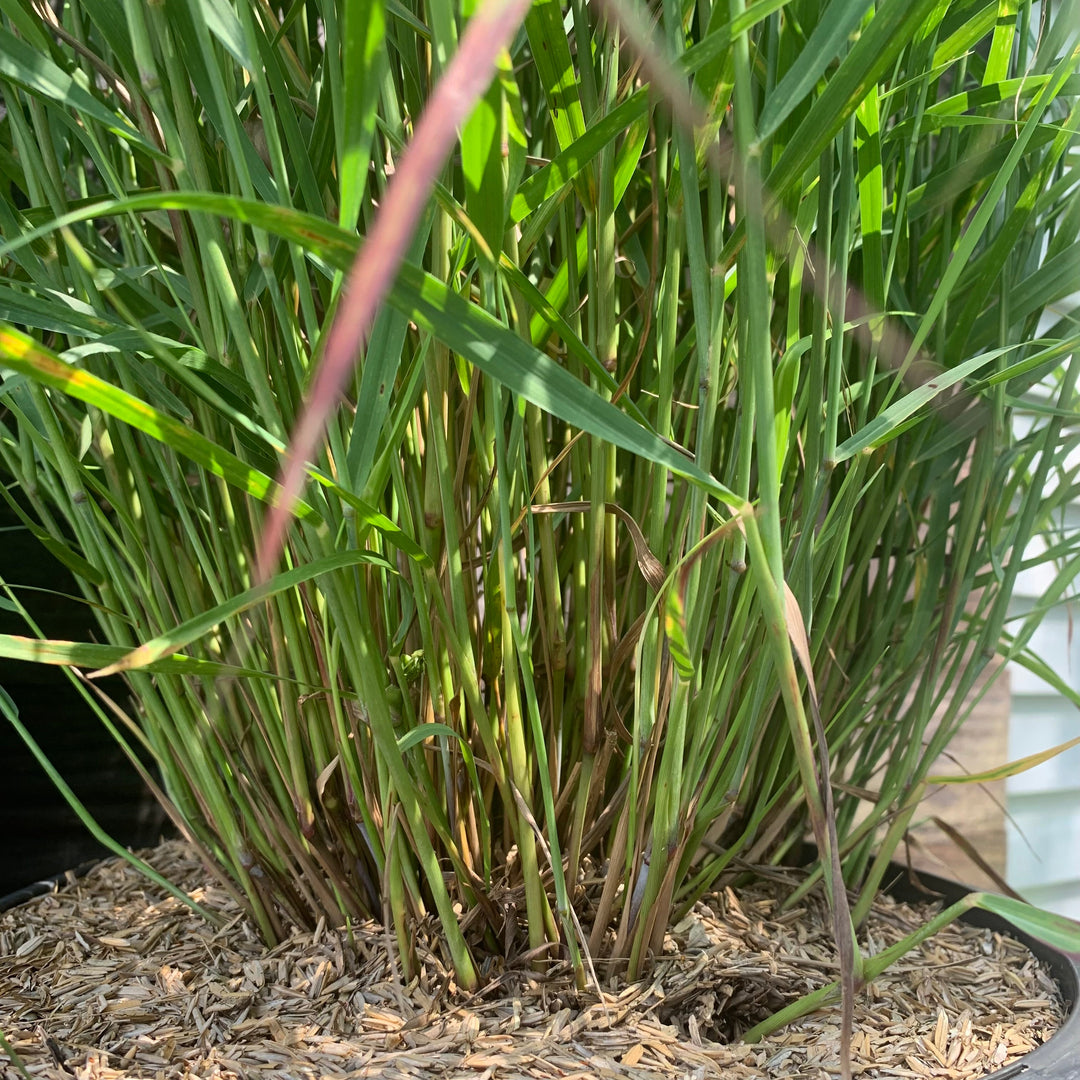 Panicum virgatum 'Shenandoah'  - Shenandoah Switch Grass