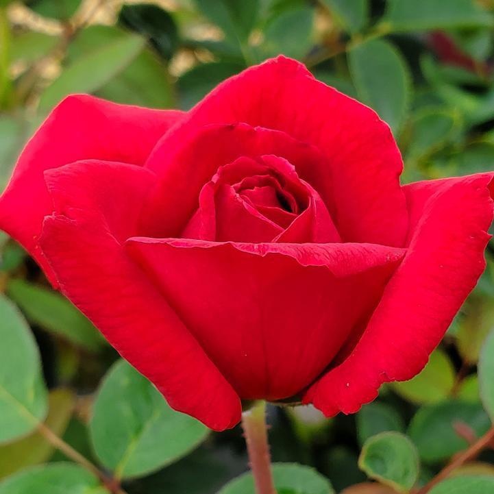 Rosa 'Baimir'  - Easy Elegance® Kashmir Rose
