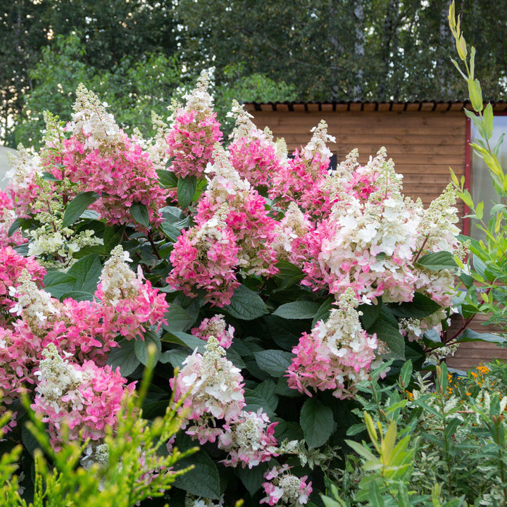 Hydrangea paniculata 'Renhy'  - First Editions® Vanilla Strawberry™ Hydrangea