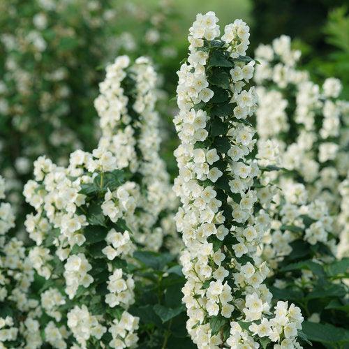 Philadelphus coronarius 'SMNPVG'  - Illuminati Tower® Mockorange