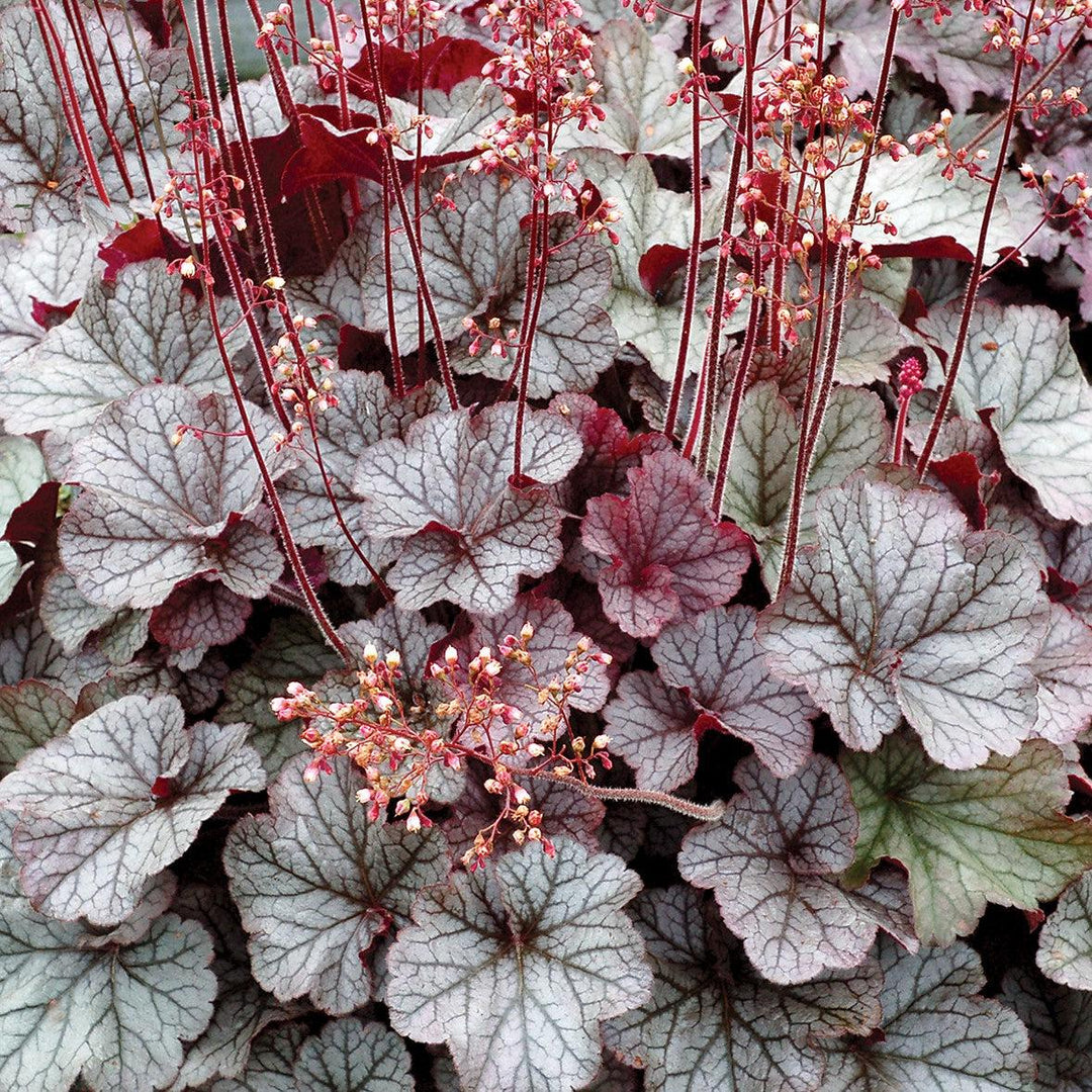 Heuchera x 'TNHEUNES' PP29632  - Northern Exposure™ Silver Heuchera