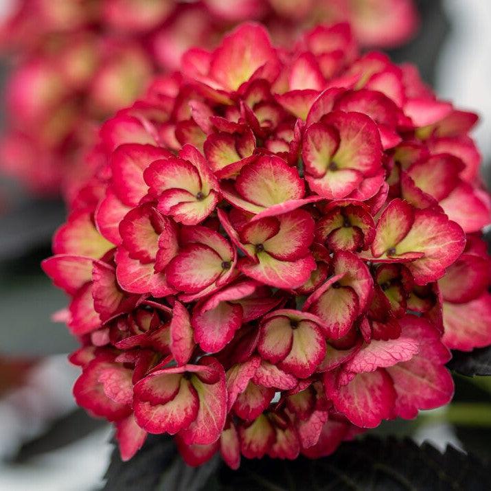 Hydrangea macrophylla 'Bailmacseven'  - First Editions® Eclipse® Hydrangea