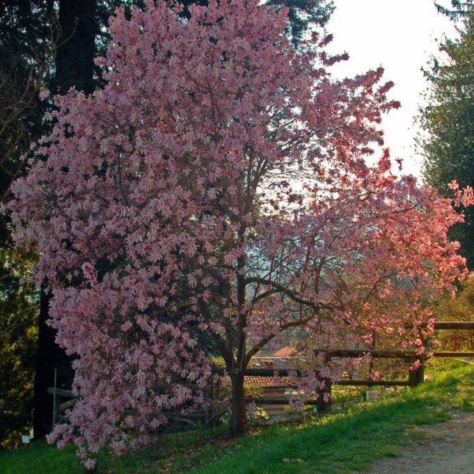 Magnolia loebneri 'Leonard Messel'  - Leonard Messel Magnolia