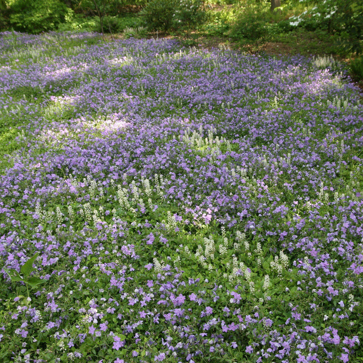 Phlox stolonifera 'Sherwood Purple'  - Sherwood Purple Creeping Phlox