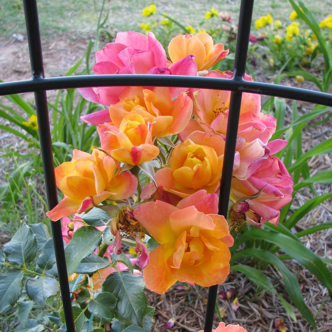 Rosa 'Joseph's Coat'  - Joseph's Coat Rose