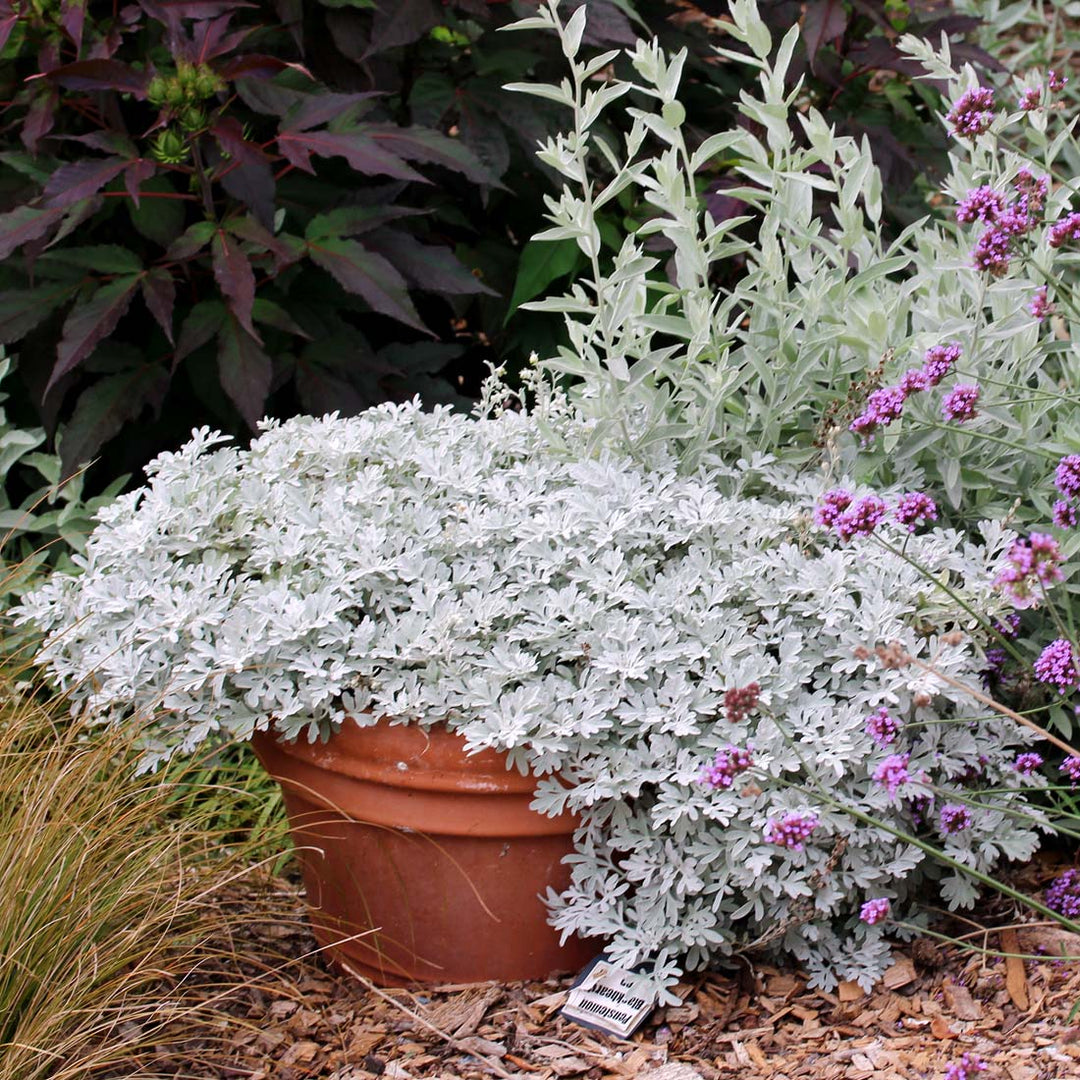 Artemisia 'Silver Brocade'  - Silver Brocade Artemesia