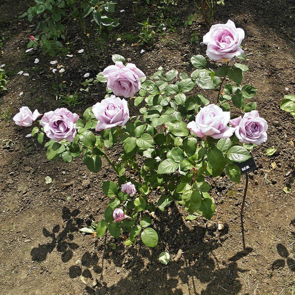 Rosa 'Blue Girl'  - Blue Girl Rose