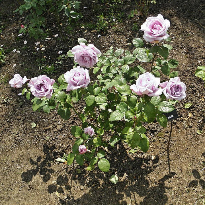 Rosa 'Blue Girl'  - Blue Girl Rose