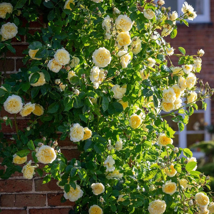 Rosa 'Auswalker'  - The Pilgrim® Rose