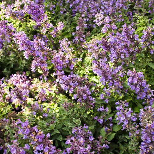 Nepeta faassenii 'Cat's Meow'  - Cat's Meow Catmint