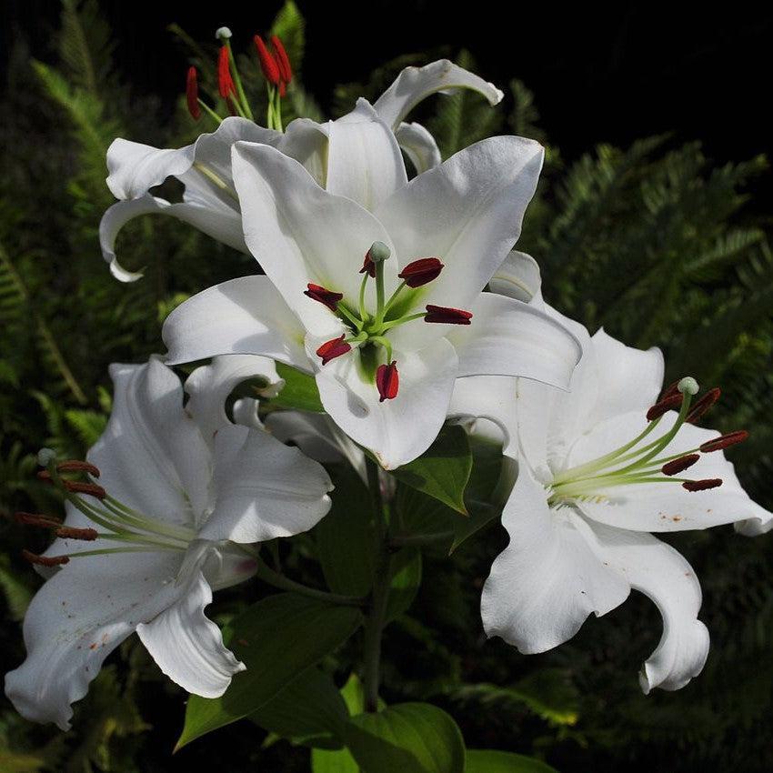 Lilium 'Casa Blanca'  - Casa Blanca Oriental Lily