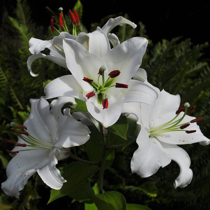 Lilium 'Casa Blanca'  - Casa Blanca Oriental Lily