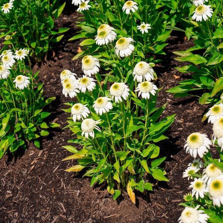 Echinacea purpurea 'Holtvadri831'  - Vanilla Drip™ Echinacea