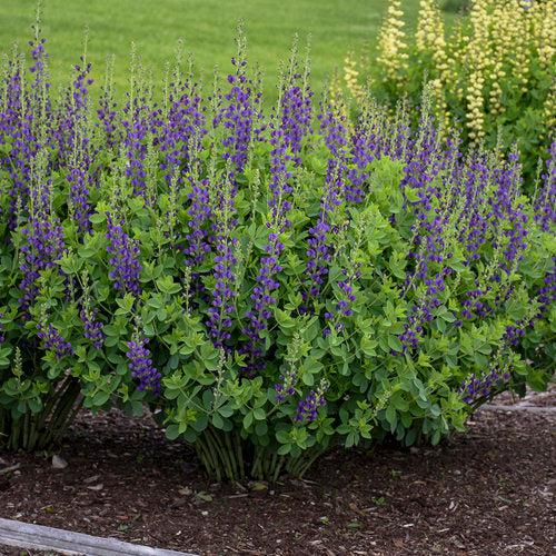 Baptisia 'Sparkling Sapphires' PP27,904  - PW® Decadence® Sparkling Sapphires False Indigo