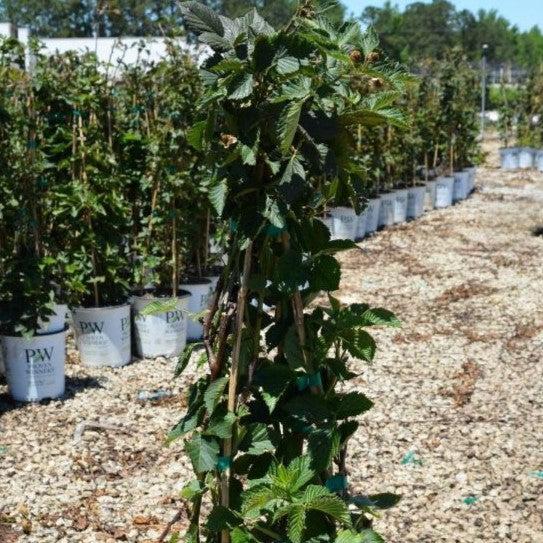 Rubus 'Ponca' PP33330  - Taste of Heaven™ Thornless Blackberry