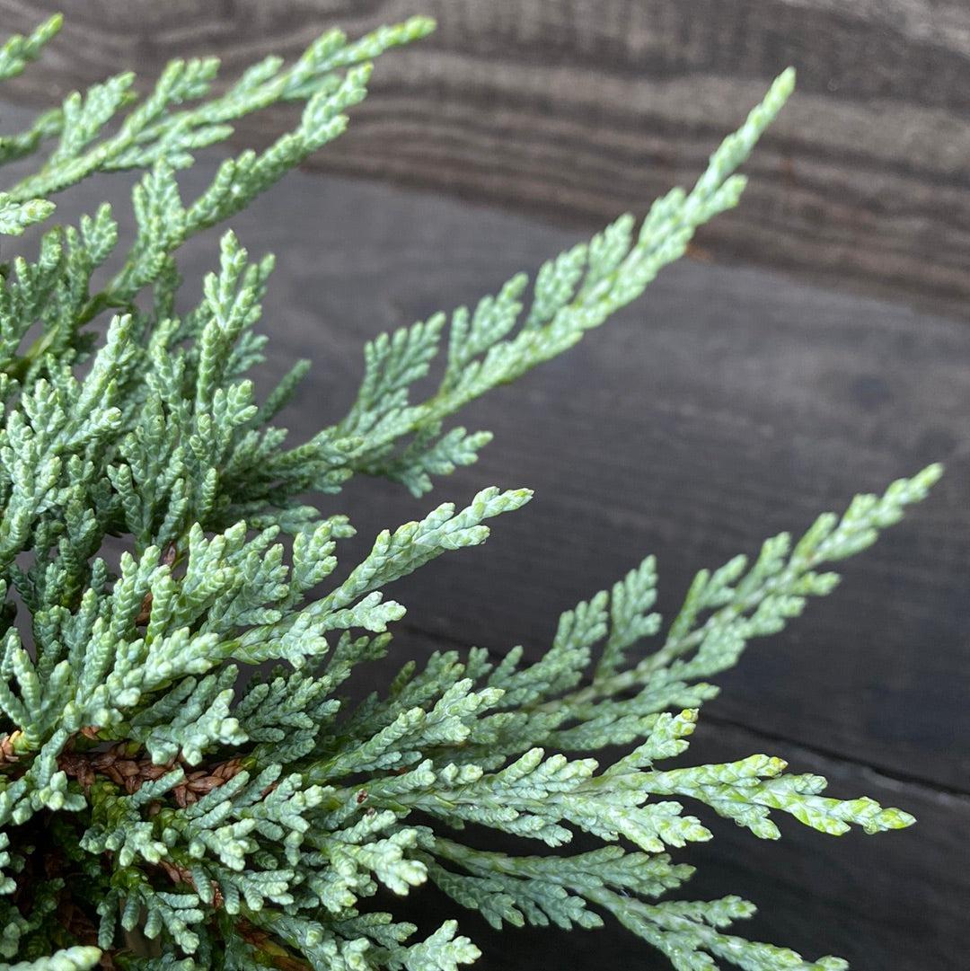 Juniperus horizontalis 'Monber'  - Icee Blue® Juniper