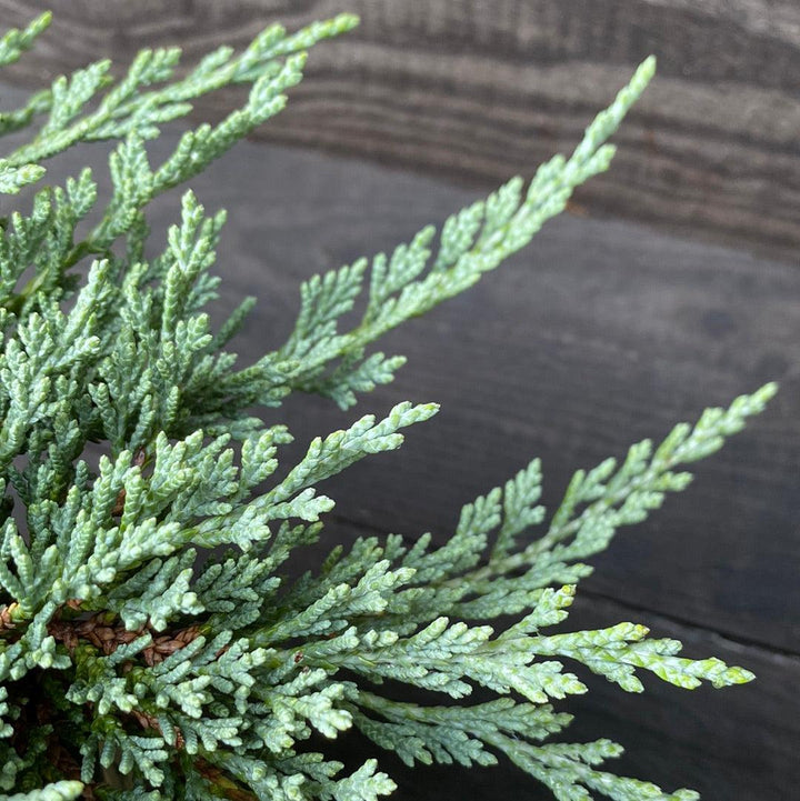 Juniperus horizontalis 'Monber'  - Icee Blue® Juniper
