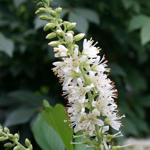 Clethra alnifolia 'Crystalina'  - Sugartina® Summersweet