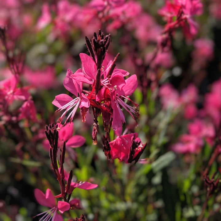 Gaura lindheimeri 'Kleau 04263'  - Belleza™ Dark Pink Gaura