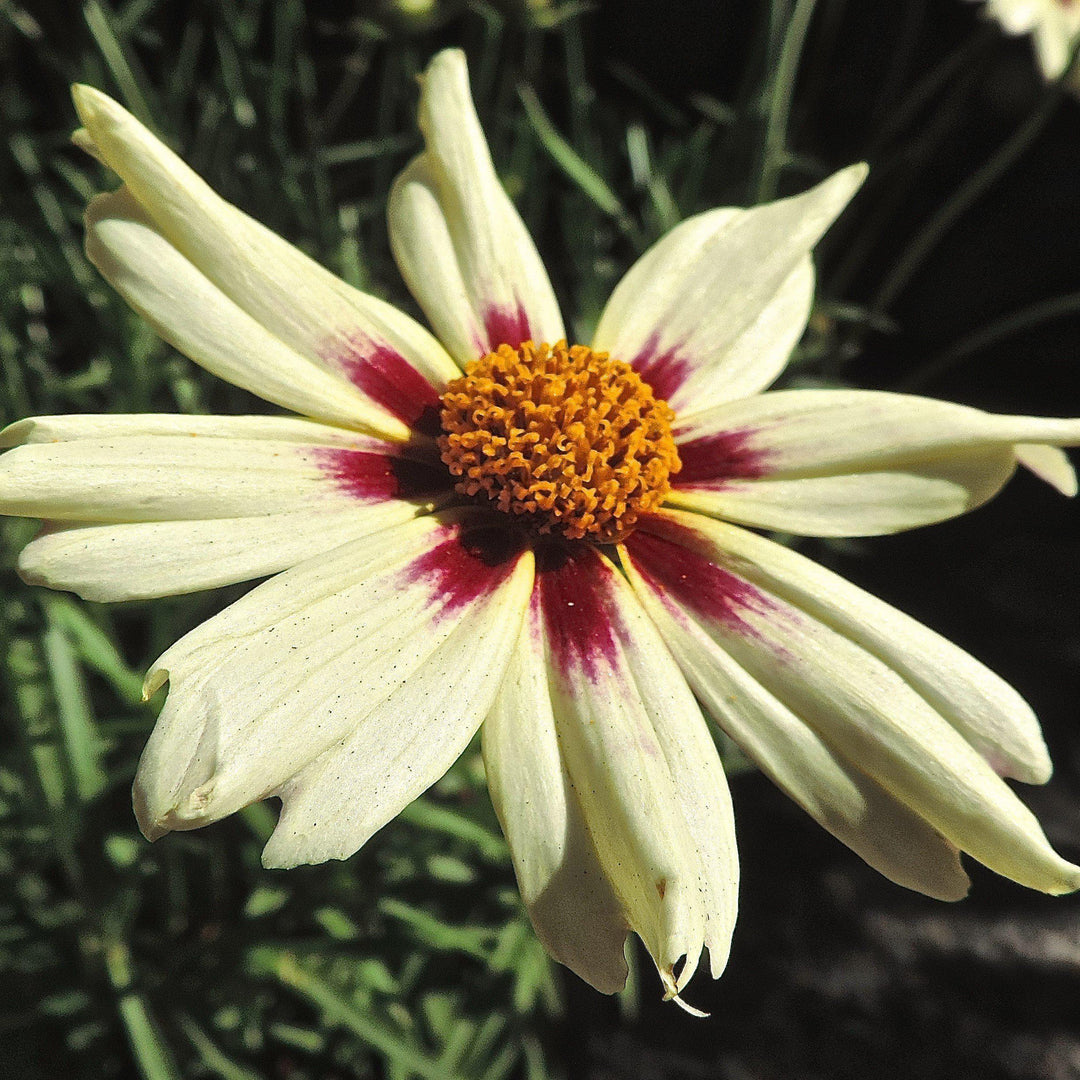Coreopsis x verticillata 'Starlight'  - Lil' Bang™ Starlight Coreopsis