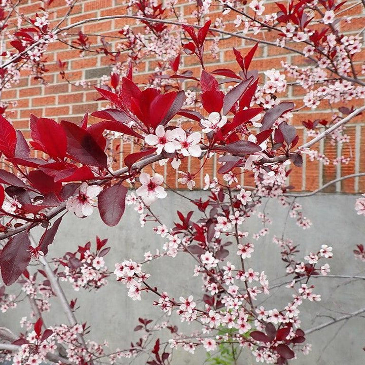 Prunus x cistena  - Purpleleaf Sandcherry