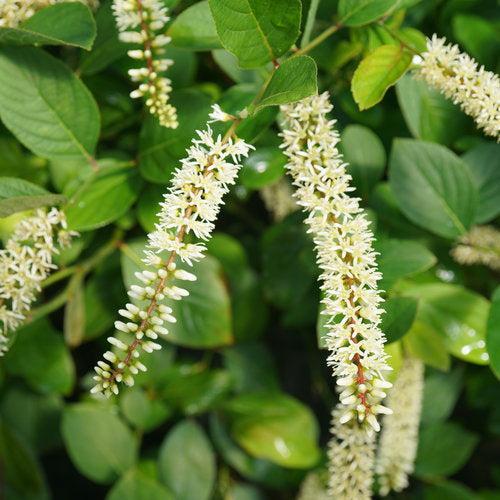 Itea virginica 'SMNIVDFC' USPP 30,233  - Scentlandia® Sweetspire